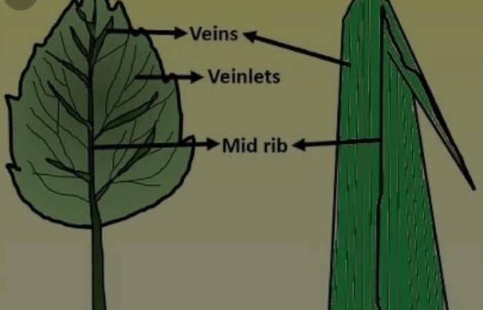 The main differences between parallel and reticulate venation