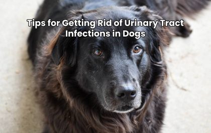 Tips for Getting Rid of Urinary Tract Infections in Dogs