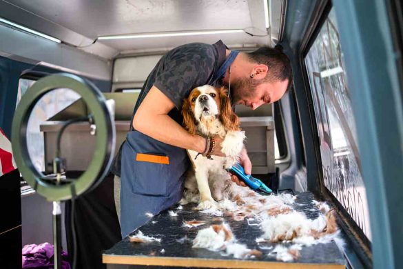 Pet Grooming Business Online