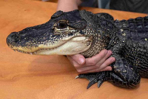 Wally Gator Emotional Support Alligator (1)